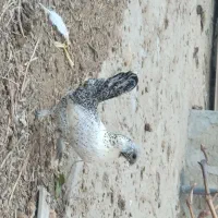 مرغ خروس مینیاتوری|حیوانات مزرعه|ملکان, |دیوار