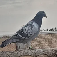 پلاکی|حیوانات|اصفهان, ارغوانیه|دیوار