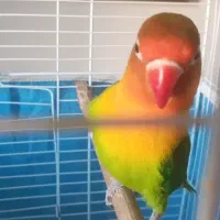 طوطی برزیلی