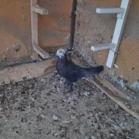 کفتر|پرنده|شیراز, دلجو|دیوار