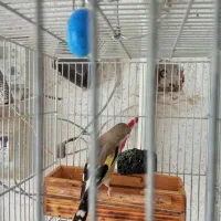 معاوضه سهره با قناری