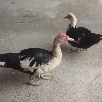 مرغابی اسراییلی