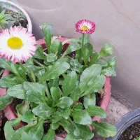 گلهای فصلی زیبا