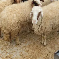 میش داشتی ابستن