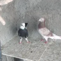 کفتر تهرانی