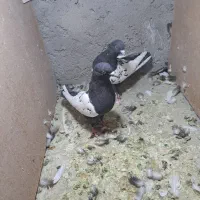 ۴ جفت سینه ای|پرنده|کرمان, |دیوار