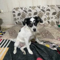 واگذاری سگ اشپیتز رایگان|سگ|مشهد, شهید بصیر|دیوار