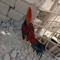 ۲میلیون قیمت حراج