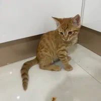 واکذاری گربه ۳بچه گربه دوماه ونیم ویک مادر گربه