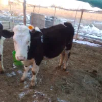 گاو|حیوانات مزرعه|ارومیه, |دیوار