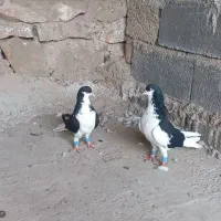 کبوتر رنگی|پرنده|قزوین, |دیوار