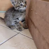 بچه گربه ماده