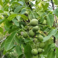 فروش نهال های پر بار