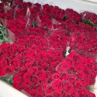 پخش بدون واسطه گل رز هلندی در تهران|گل و گیاه طبیعی|ری, بازار گل خاوران|دیوار