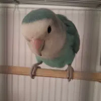 دوعدد طوطی برزیلی نروماده|پرنده|ارومیه, |دیوار