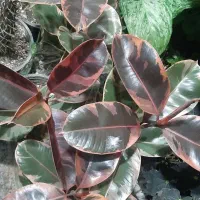 گل های طبیعی ارسال درب منزل|گل و گیاه طبیعی|اردبیل, |دیوار