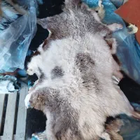 چرم پوست گوسفند بز گاو گوساله