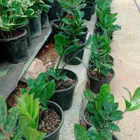 فروش گل سانسوریا|گل و گیاه طبیعی|شیراز, جوادیه|دیوار