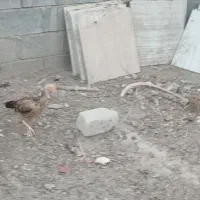 مرغ|حیوانات مزرعه|میناب, |دیوار