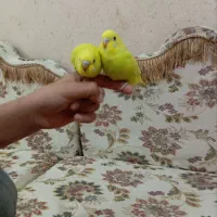 جوجه مرغ عشق دستی