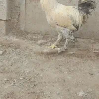 خروس نژاد برهما