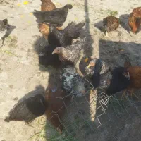 مرغ پنج ماهه|حیوانات مزرعه|بندر گناوه, |دیوار