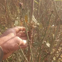 نهالستان محمودی