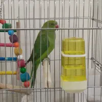 طوطی ملنگو سه ماهه سالم