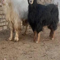 میش بز نربز قوچ بره