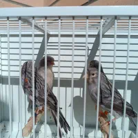 قناری نر آماده