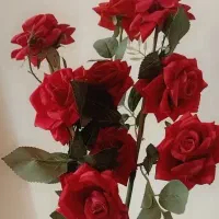 گل رز خارجی