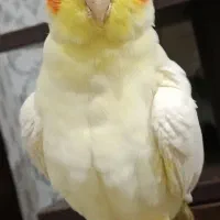 سه عدد عروس هلندی با قفس