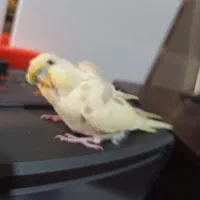 مرغ عشق البینودستی نر۳۵۰عروسسرلاکی لوتینونر۴۵۰