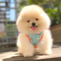 پامر خرسی سایز تیکاپ