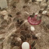 بلدرچین گوشتی