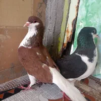 شادگان
