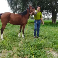 فروش مادیون اصیل حمدانی درجه یک یک