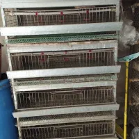 دو عدد قفس بلدرچین