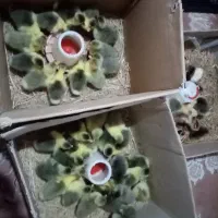 فروش جوجه غاز 7الی 10 روزه، وتخم غاز و. ‌.. شریکی|حیوانات مزرعه|قائم‌شهر, |دیوار