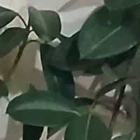 دو قطعه زمین و باغ سیبی