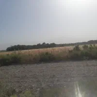 فروش گندم