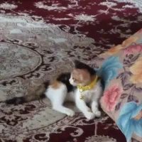 گربه گم شده|گربه|یزد, |دیوار
