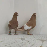 سه رگ افغانی|پرنده|مشهد, وکیل‌آباد|دیوار