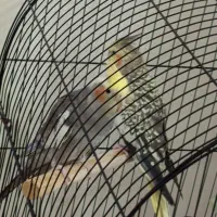 عروس هلندی هشت ماهه