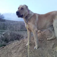 گم شده|حیوانات|تهران, ایران|دیوار