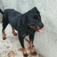 رتوایلر نر پوزه کوتاه