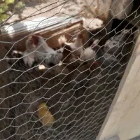 فروش مرغهای بالغ و تخم گذار