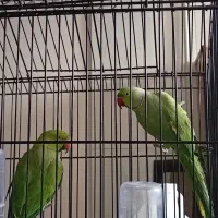 ملنگو واسکندر|پرنده|نهبندان, |دیوار