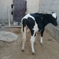 گوساله جوانه تلیسه تخک گاو|حیوانات مزرعه|نیشابور, شهید بهشتی|دیوار