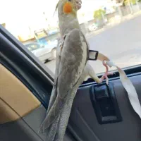 عروس هلندی مولد|پرنده|پاکدشت, پاکدشت (مامازند)|دیوار